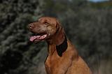 VIZSLA poil court 070